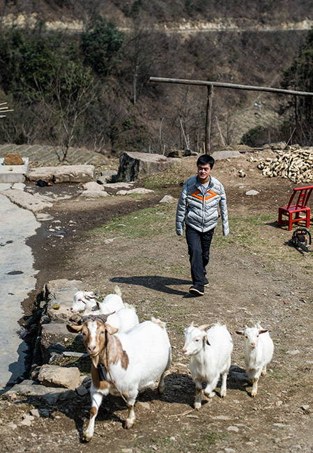 陈兹方将羊群赶上山放养（3月2日摄）。